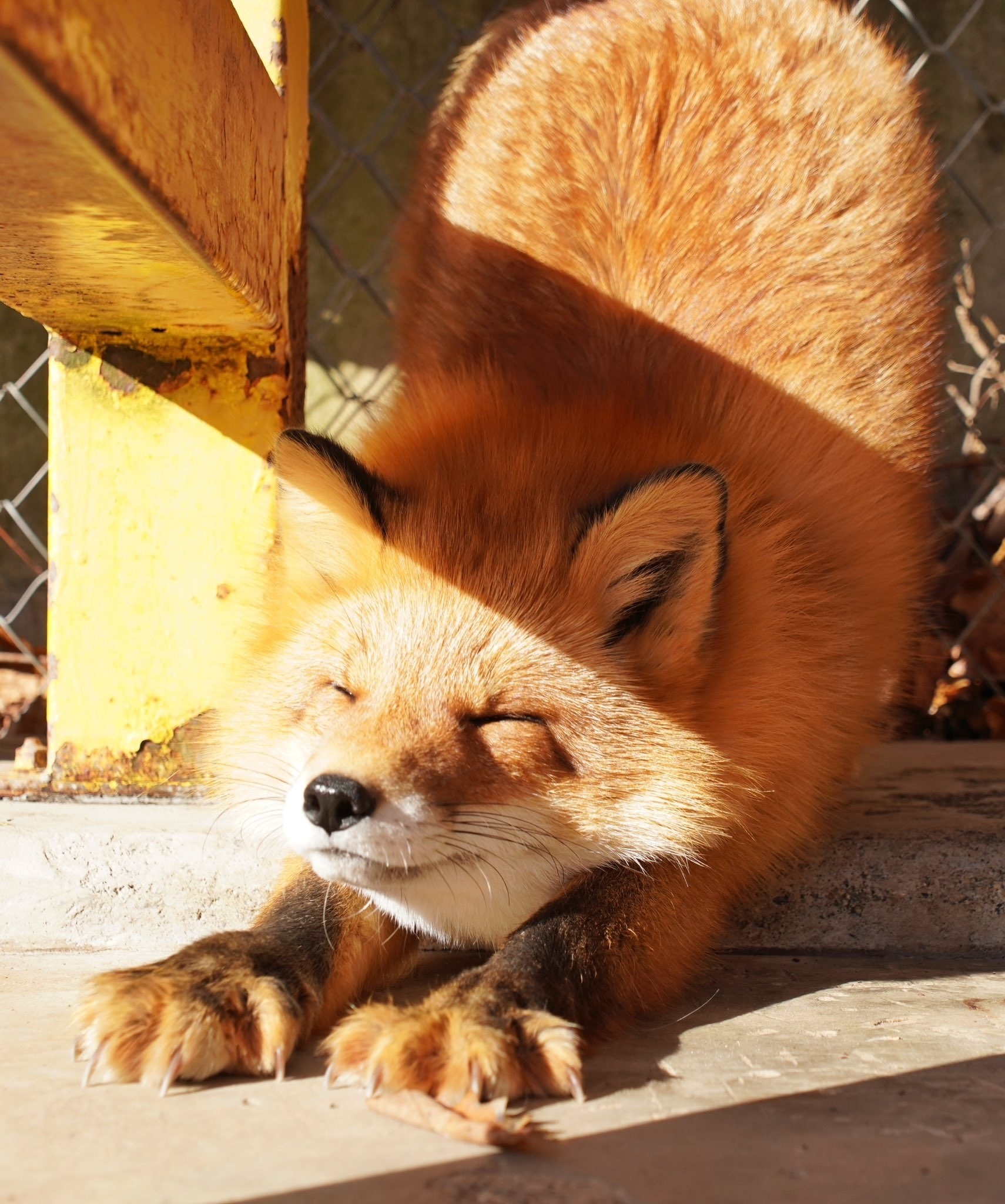 Photo of a fox, stretching
