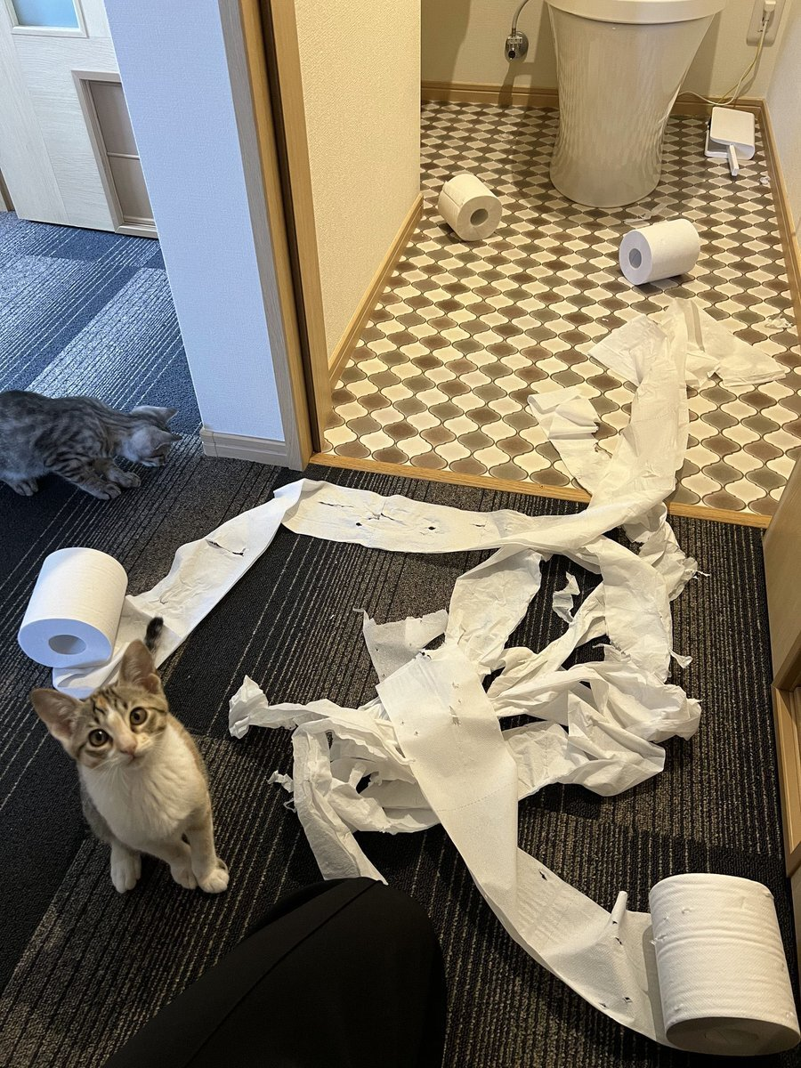 Photo of a torn toilet paper and a kitten alongside it looking at camera